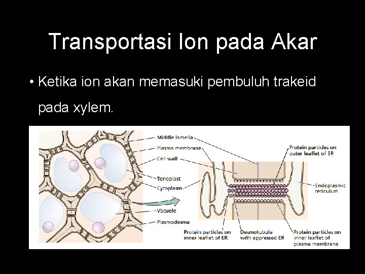 Transportasi Ion pada Akar • Ketika ion akan memasuki pembuluh trakeid pada xylem. 