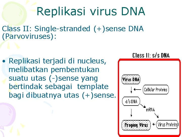 Replikasi virus DNA Class II: Single-stranded (+)sense DNA (Parvoviruses): • Replikasi terjadi di nucleus,