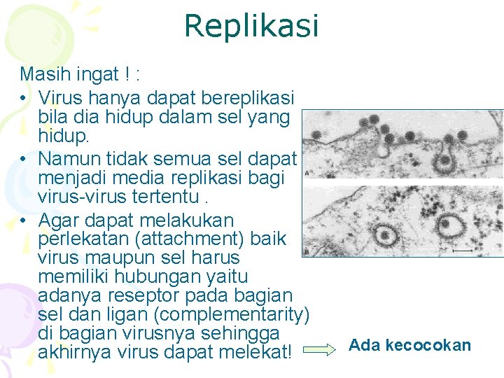 Replikasi Masih ingat ! : • Virus hanya dapat bereplikasi bila dia hidup dalam