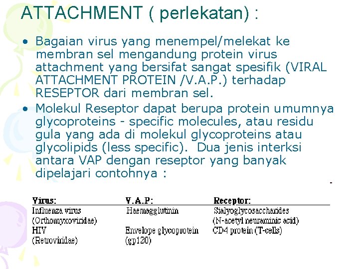 ATTACHMENT ( perlekatan) : • Bagaian virus yang menempel/melekat ke membran sel mengandung protein