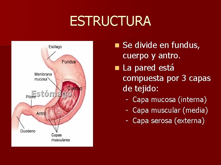 ESTRUCTURA Se divide en fundus, cuerpo y antro. n La pared está compuesta por