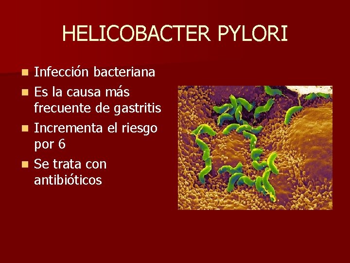 HELICOBACTER PYLORI n n Infección bacteriana Es la causa más frecuente de gastritis Incrementa