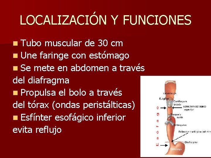 LOCALIZACIÓN Y FUNCIONES n Tubo muscular de 30 cm n Une faringe con estómago