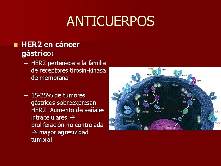 ANTICUERPOS n HER 2 en cáncer gástrico: – HER 2 pertenece a la familia