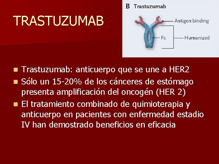 TRASTUZUMAB Trastuzumab: anticuerpo que se une a HER 2 n Sólo un 15 -20%