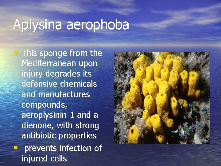 Aplysina aerophoba • This sponge from the • Mediterranean upon injury degrades its defensive