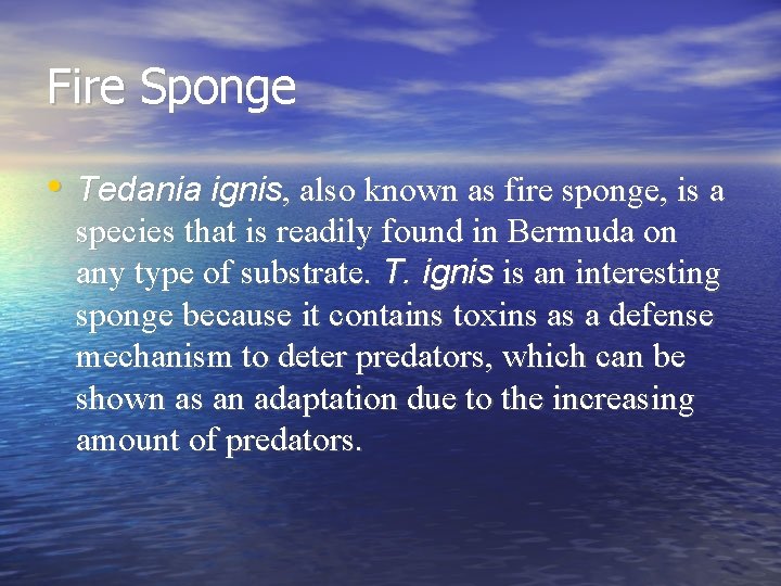 Fire Sponge • Tedania ignis, also known as fire sponge, is a species that