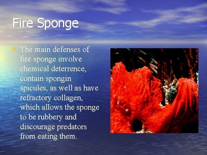 Fire Sponge • The main defenses of fire sponge involve chemical deterrence, contain spongin