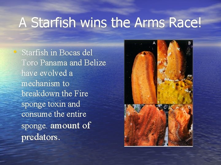 A Starfish wins the Arms Race! • Starfish in Bocas del Toro Panama and