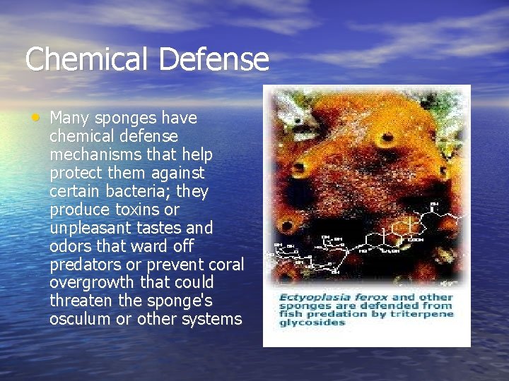 Chemical Defense • Many sponges have chemical defense mechanisms that help protect them against