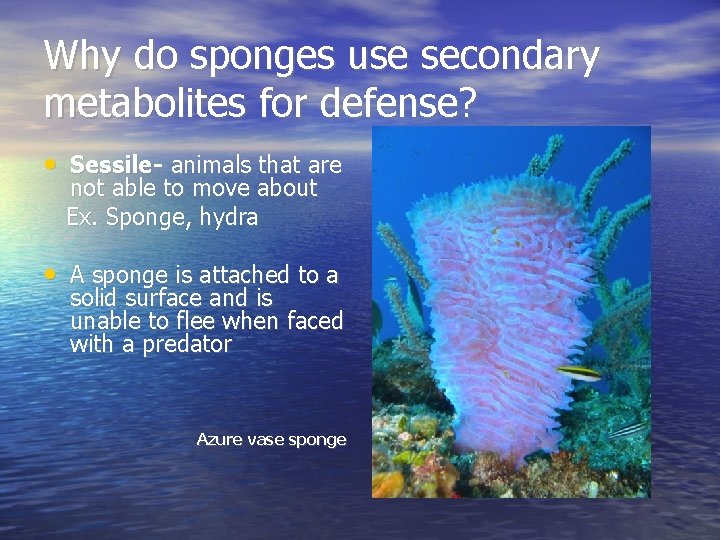 Why do sponges use secondary metabolites for defense? • Sessile- animals that are not Why do sponges use secondary metabolites for defense? • Sessile- animals that are not