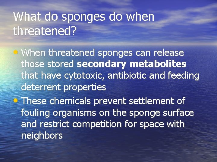 Sponge Defenses How does a sponge defend itself