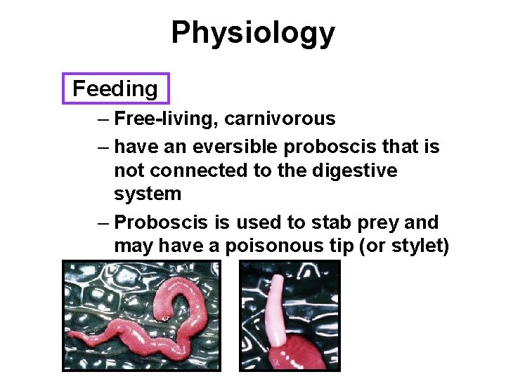 Physiology Feeding – Free-living, carnivorous – have an eversible proboscis that is not connected Physiology Feeding – Free-living, carnivorous – have an eversible proboscis that is not connected