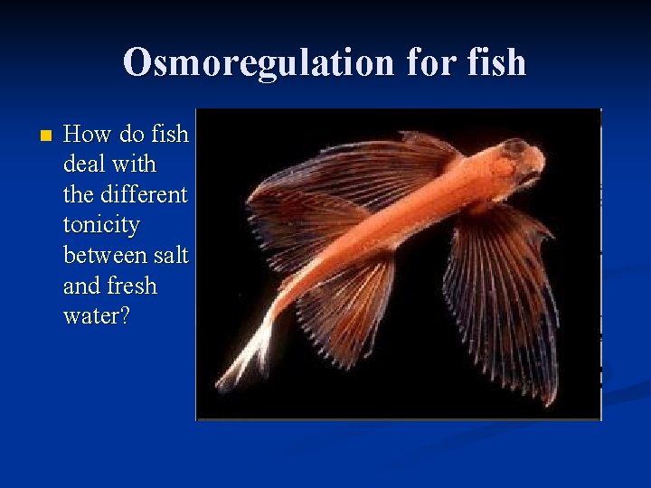 Osmoregulation for fish n How do fish deal with the different tonicity between salt