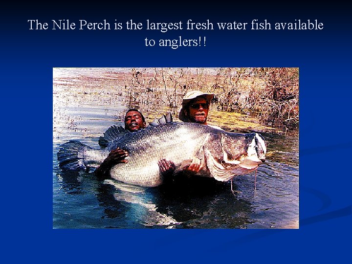 The Nile Perch is the largest fresh water fish available to anglers!! 