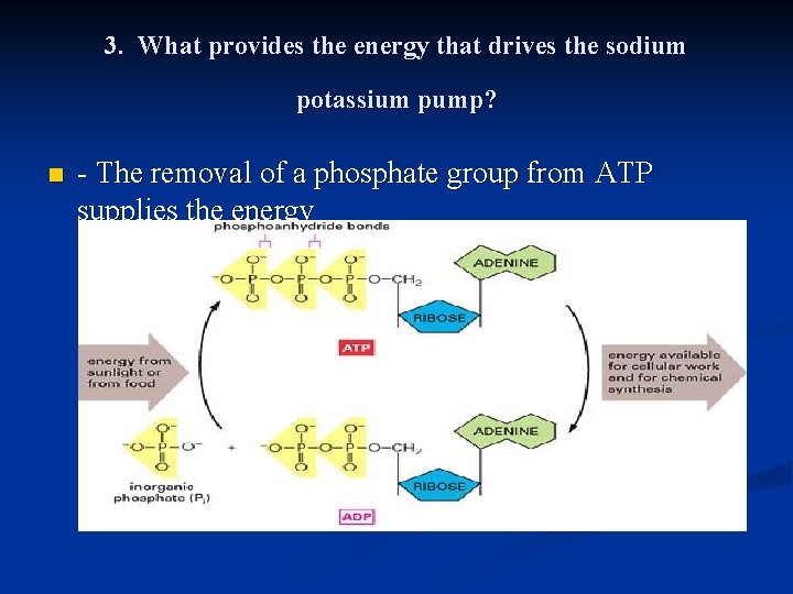 3. What provides the energy that drives the sodium potassium pump? n - The