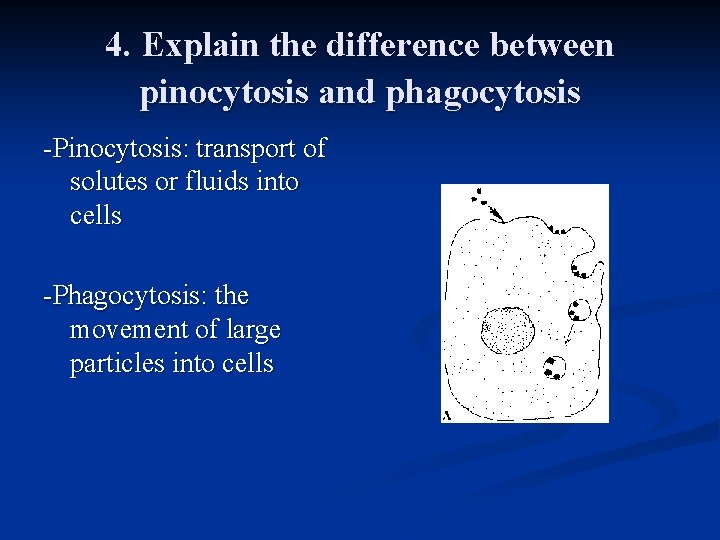 4. Explain the difference between pinocytosis and phagocytosis -Pinocytosis: transport of solutes or fluids