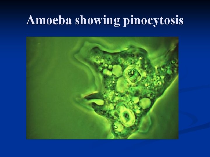 Amoeba showing pinocytosis 