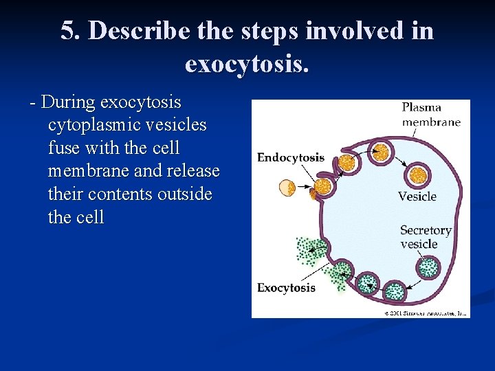 5. Describe the steps involved in exocytosis. - During exocytosis cytoplasmic vesicles fuse with