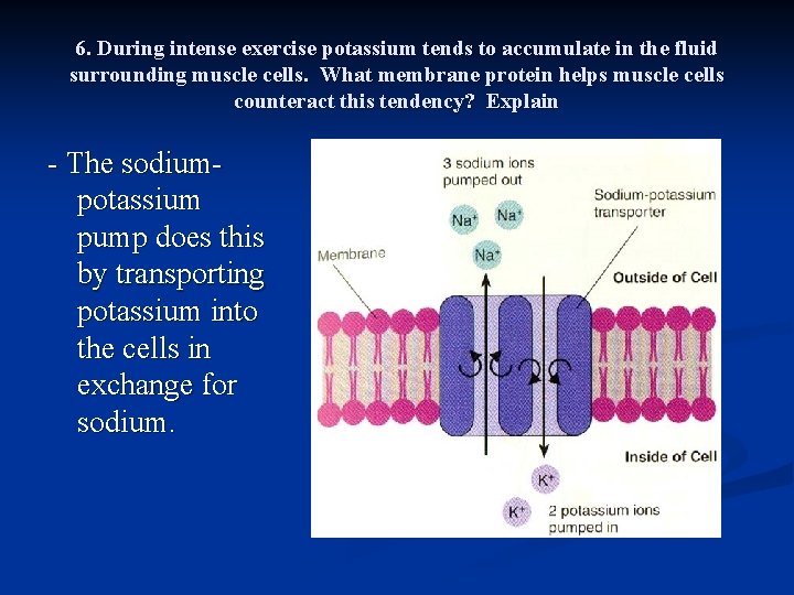 6. During intense exercise potassium tends to accumulate in the fluid surrounding muscle cells.