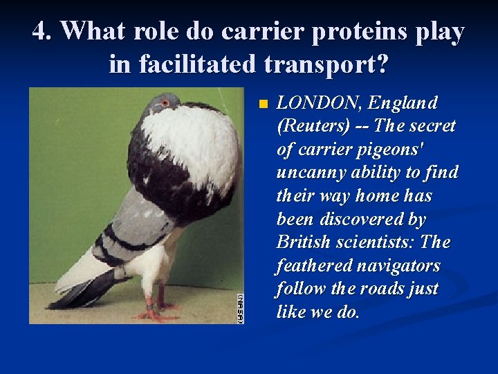 4. What role do carrier proteins play in facilitated transport? n LONDON, England (Reuters)