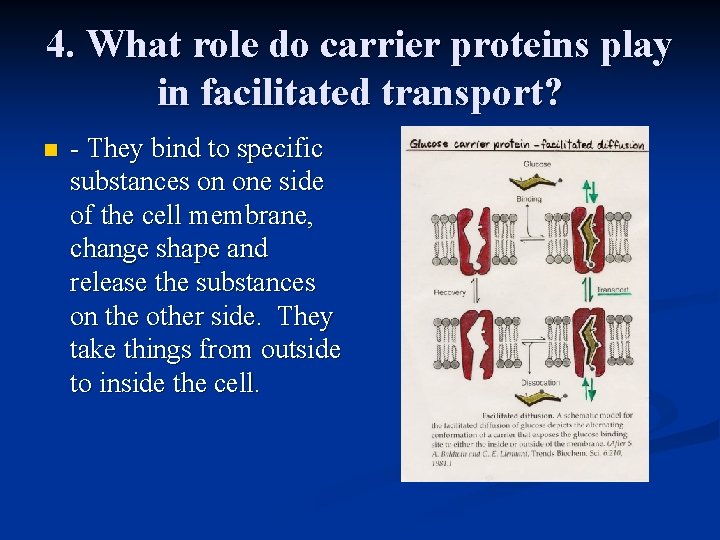 4. What role do carrier proteins play in facilitated transport? n - They bind