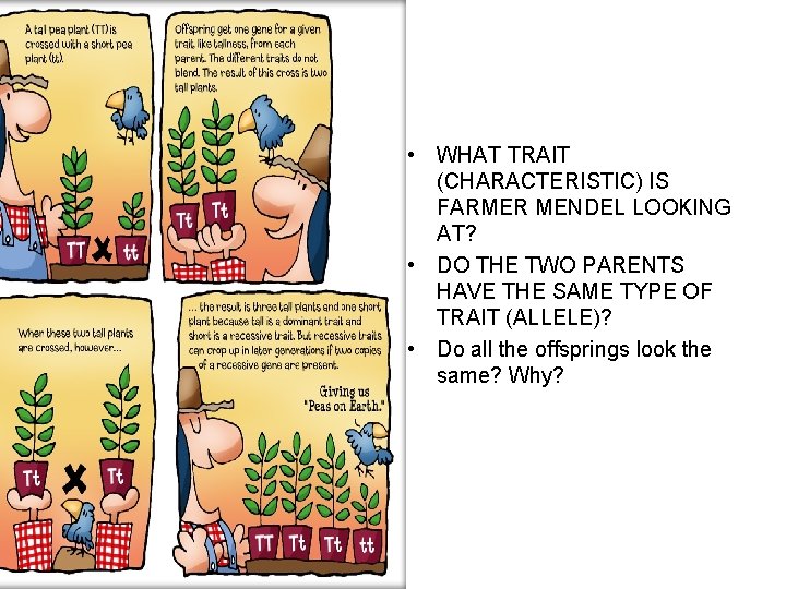  • WHAT TRAIT (CHARACTERISTIC) IS FARMER MENDEL LOOKING AT? • DO THE TWO
