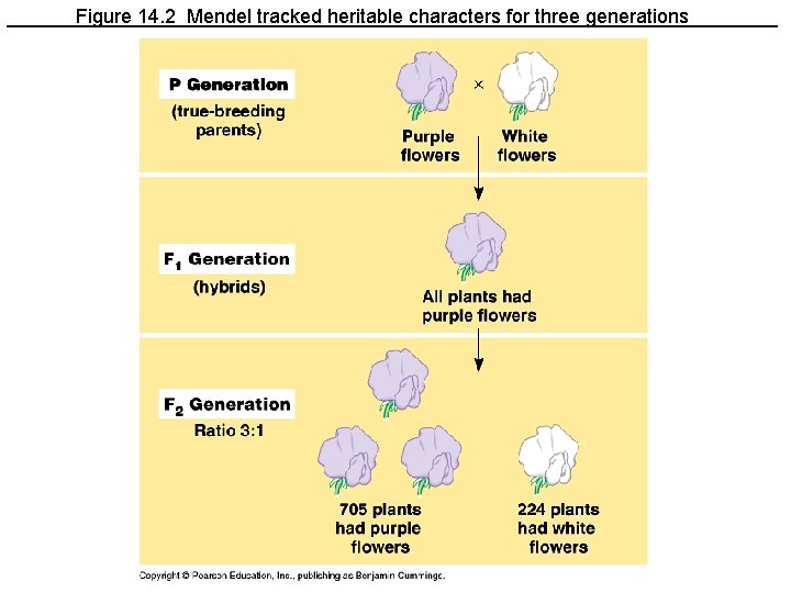 Figure 14. 2 Mendel tracked heritable characters for three generations 