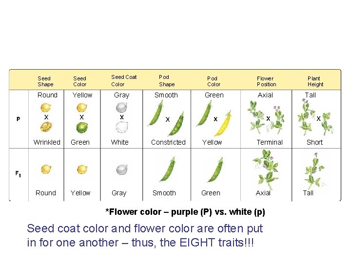 Figure 11 -3 Mendel’s Seven F 1 Crosses on Pea Plants Section 11 -1