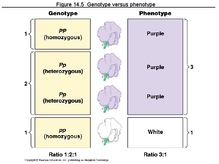 Figure 14. 5 Genotype versus phenotype 