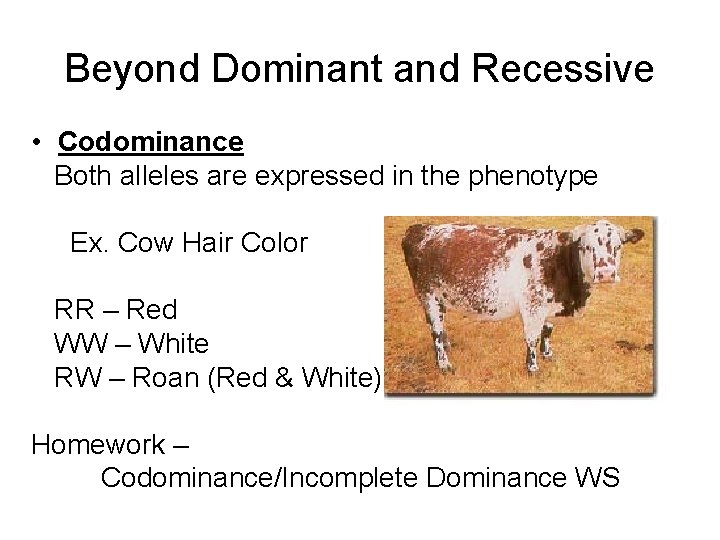 Beyond Dominant and Recessive • Codominance Both alleles are expressed in the phenotype Ex.