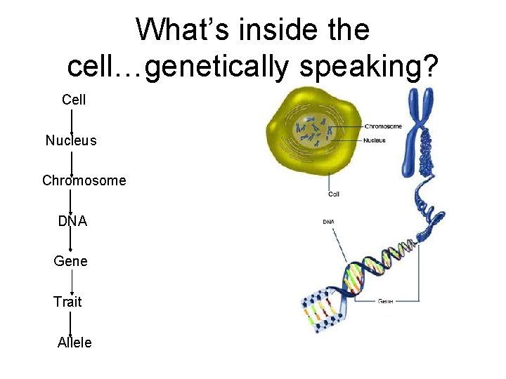 What’s inside the cell…genetically speaking? Cell Nucleus Chromosome DNA Gene Trait Allele 