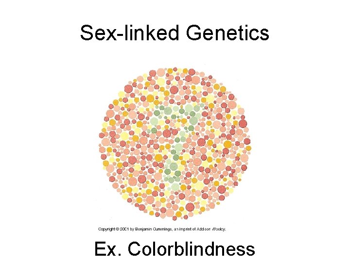 Sex-linked Genetics Ex. Colorblindness 