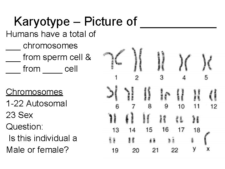 Karyotype – Picture of ______ Humans have a total of ___ chromosomes ___ from