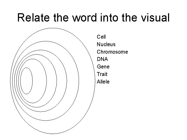 Relate the word into the visual Cell Nucleus Chromosome DNA Gene Trait Allele 