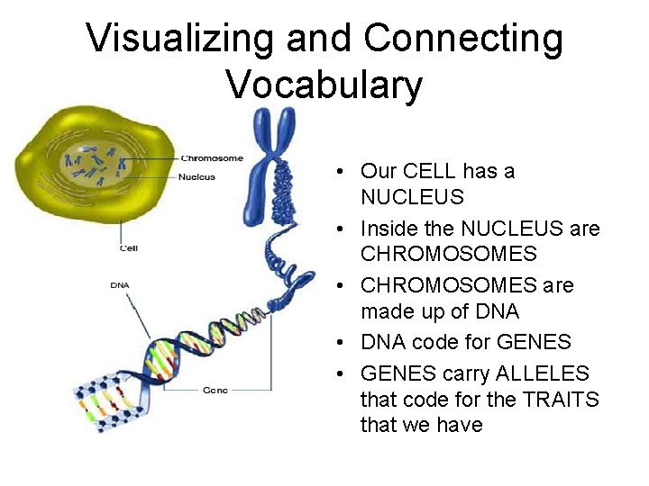 Visualizing and Connecting Vocabulary • Our CELL has a NUCLEUS • Inside the NUCLEUS