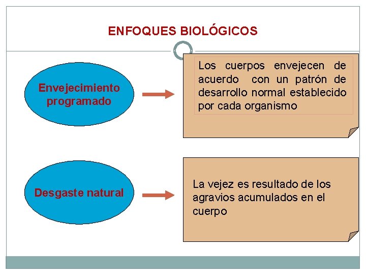 ENFOQUES BIOLÓGICOS Envejecimiento programado Desgaste natural Los cuerpos envejecen de acuerdo con un patrón