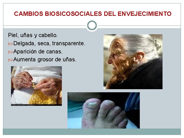 CAMBIOSICOSOCIALES DEL ENVEJECIMIENTO Piel, uñas y cabello. Delgada, seca, transparente. Aparición de canas. Aumenta