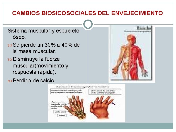 CAMBIOSICOSOCIALES DEL ENVEJECIMIENTO Sistema muscular y esqueleto óseo. Se pierde un 30% a 40%