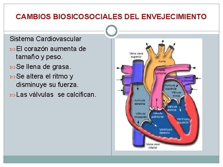 CAMBIOSICOSOCIALES DEL ENVEJECIMIENTO Sistema Cardiovascular El corazón aumenta de tamaño y peso. Se llena