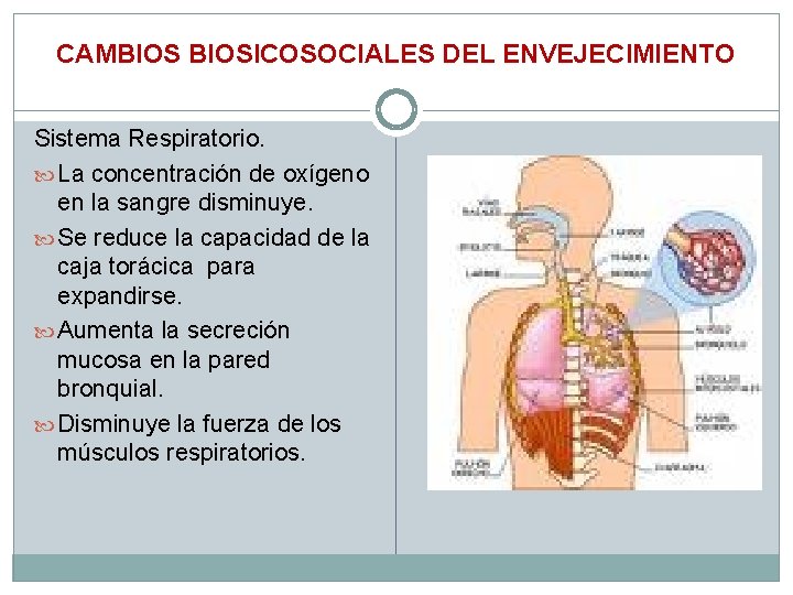 CAMBIOSICOSOCIALES DEL ENVEJECIMIENTO Sistema Respiratorio. La concentración de oxígeno en la sangre disminuye. Se