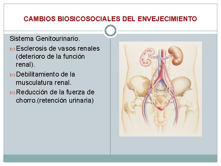 CAMBIOSICOSOCIALES DEL ENVEJECIMIENTO Sistema Genitourinario. Esclerosis de vasos renales (deterioro de la función renal).