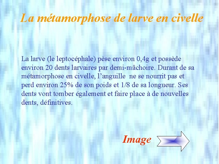 La métamorphose de larve en civelle La larve (le leptocéphale) pèse environ 0, 4