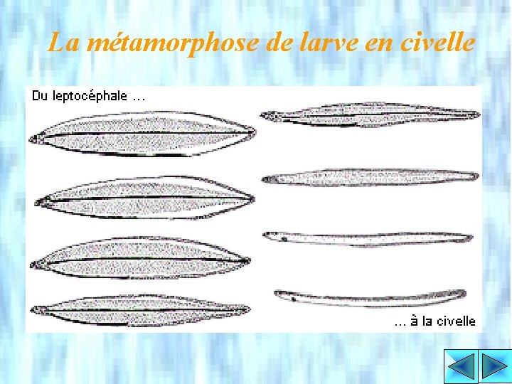 La métamorphose de larve en civelle 