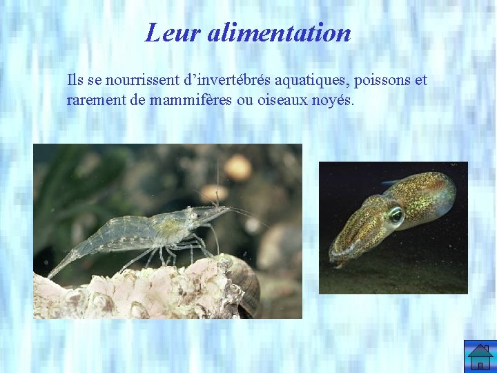 Leur alimentation Ils se nourrissent d’invertébrés aquatiques, poissons et rarement de mammifères ou oiseaux