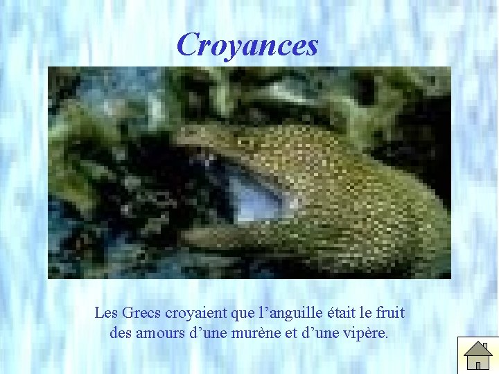 Croyances Les Grecs croyaient que l’anguille était le fruit des amours d’une murène et
