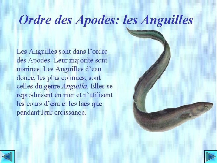 Ordre des Apodes: les Anguilles Les Anguilles sont dans l’ordre des Apodes. Leur majorité