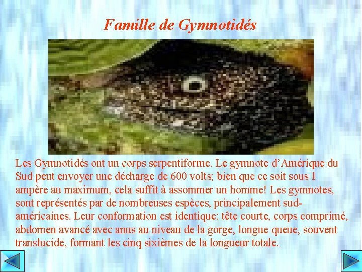Famille de Gymnotidés Les Gymnotidés ont un corps serpentiforme. Le gymnote d’Amérique du Sud