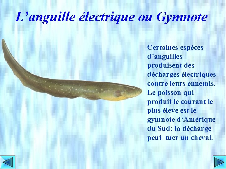 L’anguille électrique ou Gymnote Certaines espèces d’anguilles produisent des décharges électriques contre leurs ennemis.