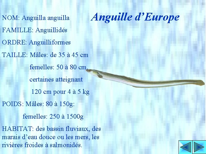 NOM: Anguilla anguilla Anguille d’Europe FAMILLE: Anguillidés ORDRE: Anguilliformes TAILLE: Mâles: de 35 à